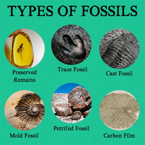 list examples of fossils.